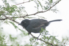 Laniarius funebris