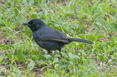 Laniarius funebris