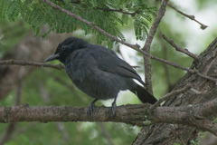 Laniarius funebris