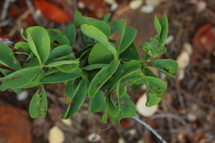 Adenia glauca