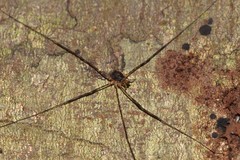 Neopantopsalis thaumatopoios