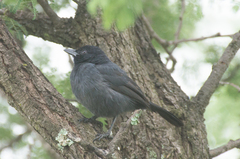 Laniarius funebris