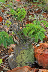 Adenia glauca