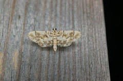 Pycnarmon tylostegalis