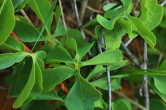 Adenia glauca