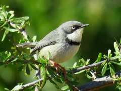 Apalis thoracica capensis