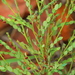 Phyllanthus parvulus - Photo (c) tjeerd, algunos derechos reservados (CC BY-NC), subido por tjeerd