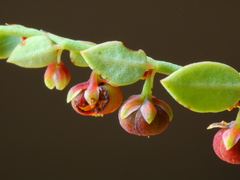 Phyllanthus parvulus