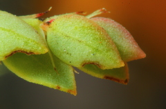 Phyllanthus parvulus