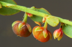 Phyllanthus parvulus