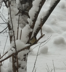 Parus major