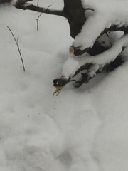Parus major
