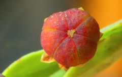 Phyllanthus parvulus