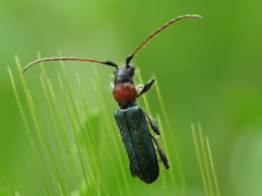 Cartallum ebulinum