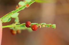 Phyllanthus parvulus