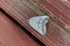 Phyllophila obliterata