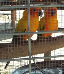 Aratinga solstitialis