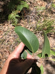 Eucalyptus agglomerata