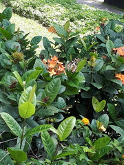 Papilio demoleus malayanus