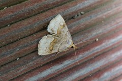 Paragabara flavomacula