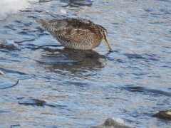 Gallinago solitaria
