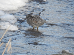 Gallinago solitaria