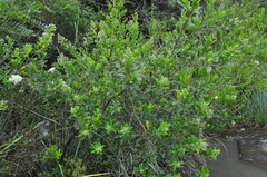 Escallonia bifida
