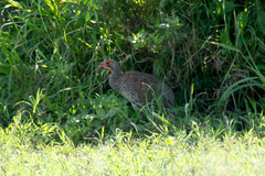 Pternistis rufopictus