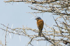 Melaenornis semipartitus