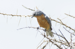 Melaenornis semipartitus