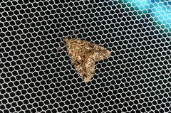 Protodeltote distinguenda