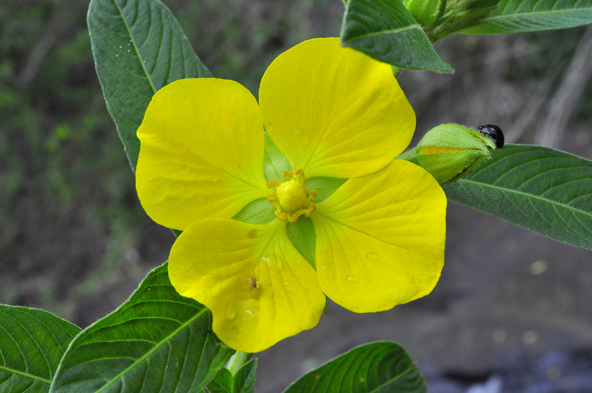 Ludwigia peruviana