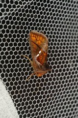 Erythroplusia pyropia