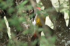Chloropicus goertae