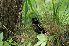 Laniarius funebris