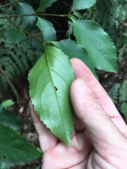 Hedycarya angustifolia