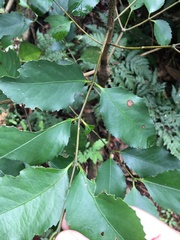 Hedycarya angustifolia