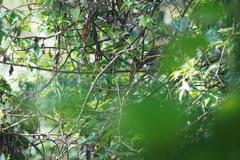 Synallaxis subpudica