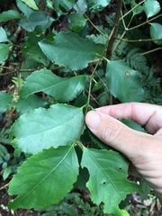 Hedycarya angustifolia