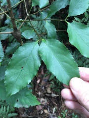 Hedycarya angustifolia