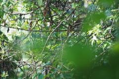 Synallaxis subpudica