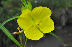 Ludwigia longifolia