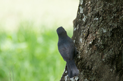 Laniarius funebris
