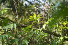 Synallaxis subpudica