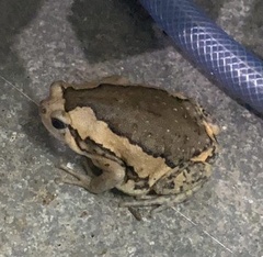 Kaloula pulchra