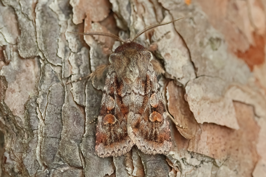 Northern Dart