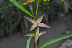 Ludwigia longifolia