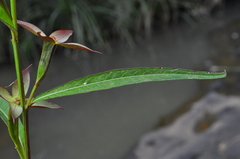 Ludwigia longifolia