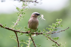 Pseudonigrita arnaudi