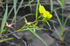 Ludwigia longifolia